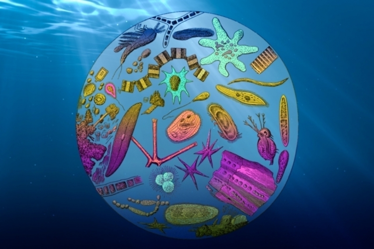 MIT-OceanCarbon_0.jpg (Full)